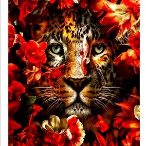 20x30 Lion Canvas Poster